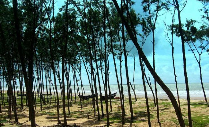 Sea Beach Forest, Purba Medinipur (East Medinipur), West Bengal - Vushii.com Sea Beach Forest, Purba Medinipur (East Medinipur), West Bengal - Vushii.com